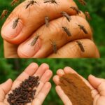 Receta natural para mantener alejados a los mosquitos e insectos de tu hogar