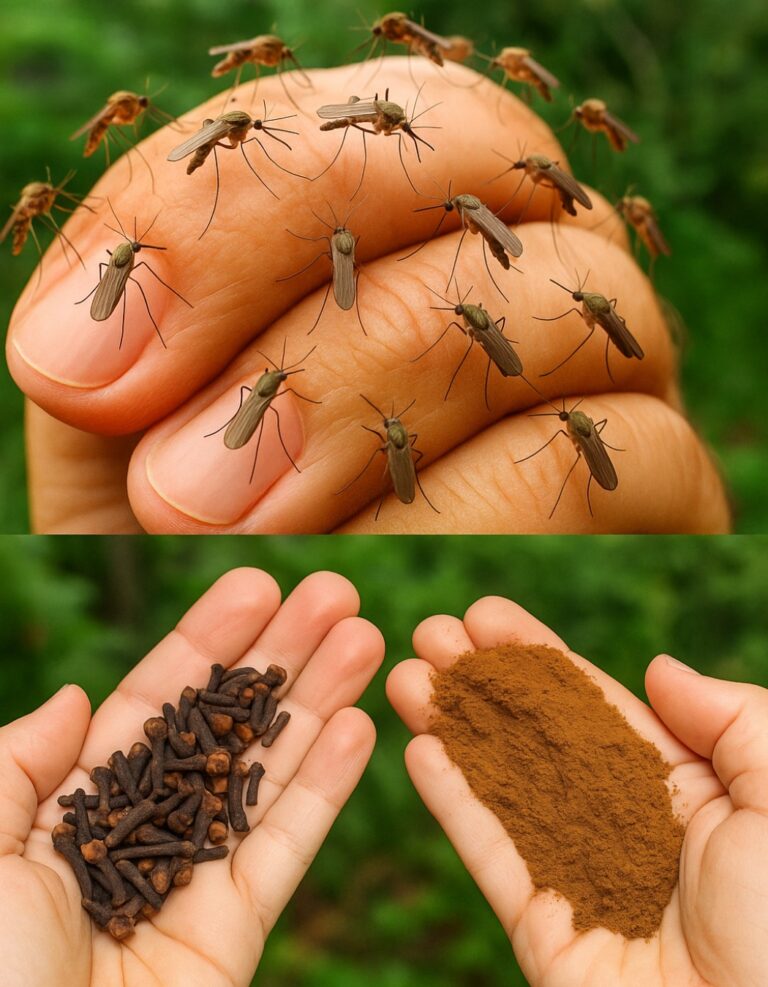 Receta natural para mantener alejados a los mosquitos e insectos de tu hogar